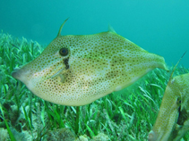 Image of Aluterus schoepfii (Orange filefish)