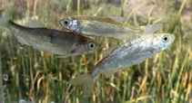 Image of Alburnoides taeniatus (Striped bystranka)