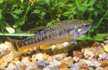 Image of Allodontichthys tamazulae (Tuxpan splitfin)