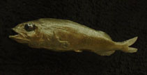 Image of Alepocephalus tenebrosus (California slickhead)