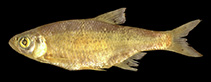 Image of Alburnoides varentsovi 