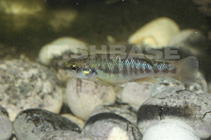 Image of Allodontichthys zonistius (Bandfin splitfin)