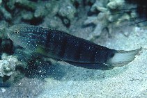 Image of Amblygobius albimaculatus (Butterfly goby)