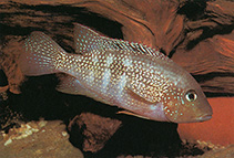 Image of Cribroheros alfari (Pastel cichlid)