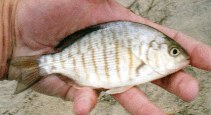 Image of Amphistichus argenteus (Barred surfperch)