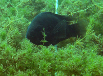 Image of Amphilophus astorquii (Black midas cichlid)