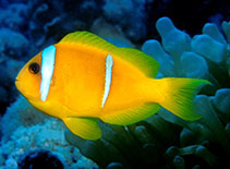 Image of Amphiprion bicinctus (Twoband anemonefish)