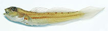 Image of Amblygobius calvatus (Baldhead siltgoby)