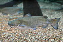 Image of Ameiurus catus (White catfish)