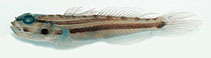 Image of Amblygobius cheraphilus (East Indies siltgoby)