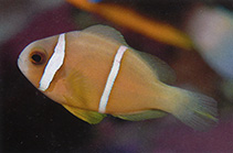 Image of Amphiprion chrysopterus (Orangefin anemonefish)