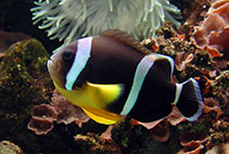 Image of Amphiprion chrysogaster (Mauritian anemonefish)