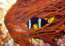 Image of Amphiprion clarkii (Yellowtail clownfish)