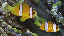 Image of Amphiprion clarkii (Yellowtail clownfish)