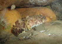 Image of Amphichthys cryptocentrus (Bocon toadfish)