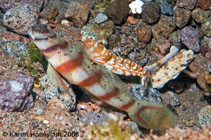 Image of Amblyeleotris diagonalis (Diagonal shrimp goby)