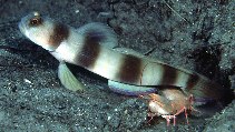 Image of Amblyeleotris fontanesii (Giant prawn-goby)
