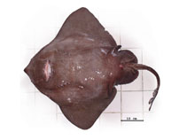 Image of Amblyraja frerichsi (Thickbody skate)