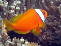 Image of Amphiprion frenatus (Tomato clownfish)