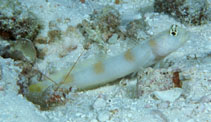 Image of Amblyeleotris harrisorum 