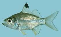 Image of Ambassis kopsii (Singapore glassy perchlet)