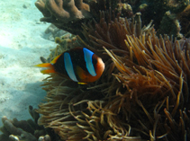 Image of Amphiprion latifasciatus (Madagascar anemonefish)
