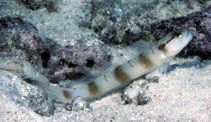 Image of Amblyeleotris gymnocephala (Masked shrimpgoby)