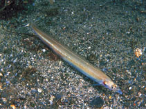 Image of Ammodytes marinus (Lesser sand-eel)
