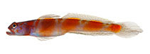 Image of Amblyeleotris marquesas 