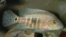 Image of Wajpamheros nourissati (Bluemouth cichlid)