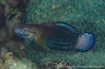 Image of Amblygobius phalaena (Whitebarred goby)