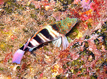 Image of Amblycirrhitus pinos (Redspotted hawkfish)