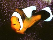 Image of Amphiprion polymnus (Saddleback clownfish)