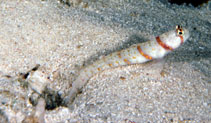 Image of Amblyeleotris rhyax (Volcano shrimpgoby)