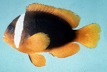 Image of Amphiprion rubrocinctus (Red Anemonefish)