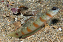 Image of Amblyeleotris rubrimarginata (Redmargin shrimpgoby)