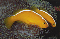 Image of Amphiprion sandaracinos (Yellow clownfish)