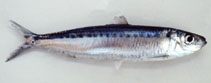 Image of Amblygaster sirm (Spotted sardinella)