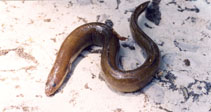 Image of Anguilla anguilla (European eel)