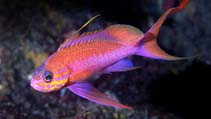 Image of Anthias anthias (Swallowtail seaperch)