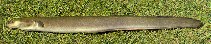 Image of Anguilla australis (Short-finned eel)