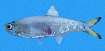 Image of Anchoviella balboae (Balboa anchovy)