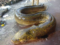 Image of Anguilla bengalensis (Indian mottled eel)