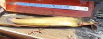 Image of Anguilla bicolor (Indonesian shortfin eel)