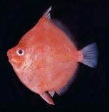 Image of Antigonia capros (Deepbody boarfish)