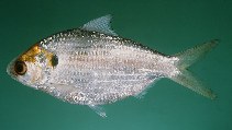 Image of Anodontostoma chacunda (Chacunda gizzard shad)