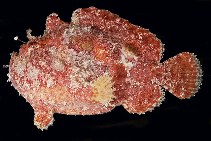 Image of Abantennarius coccineus (Scarlet frogfish)
