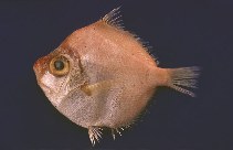 Image of Antigonia combatia (Shortspine boarfish)