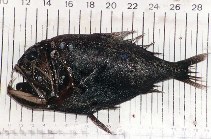 Image of Anoplogaster cornuta (Common fangtooth)