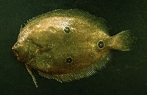 Image of Ancylopsetta dendritica (Three-spot flounder)